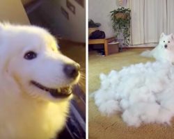 Dad Brushes Dog From Day To Night, Time Lapse Video Shows The Insane Fur Produced