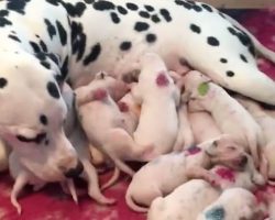 Vet Realized He’s Made A Big Mistake When Dalmatian Finally Gives Birth