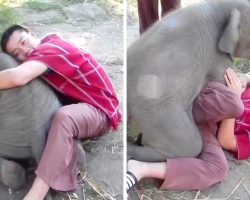 Tourist Just Wants To Hug Cute Baby Elephant, Ends Up Getting Smothered In Love