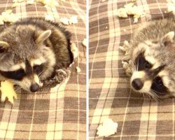Raccoon Busted While Digging Hole In Couch, Makes Puppy Eyes To Avoid Scolding