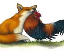 The Fox & The Rooster – Aesop