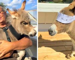 Adorable Donkey Has The Funniest Identity Crisis, Thinks He Is Actually A Puppy