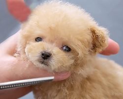 Tiny Toy Poodle Puppy Experiences Grooming For The Very First Time