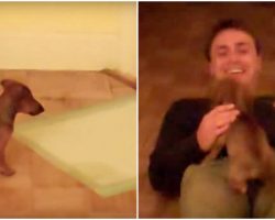Puppy Waits At Door For Dad Each Night – Has Heart-Melting Welcome Home Routine