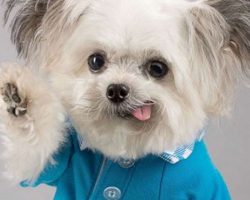 Watch How This Adorable High-Fiving Therapy Dog Is Changing Millions of Lives