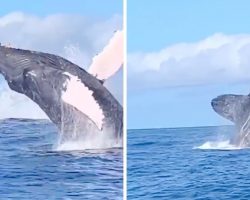 Paddle Boarders Witness Rare Sight As Whale Breaches Water Right In Front Of Them