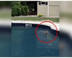 Woman sees strange Animal in her pool, she realizes it’s not a dog and grabs the camera
