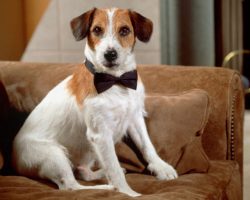 4 of the Most Interesting Dogs in History