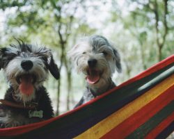 Bye Bye Sneeze: The Hypoallergenic Breeds for the Allergic Dog Owners