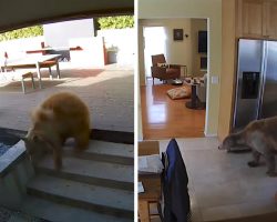 Bear Wanders Into Family’s Home Before The Tiny Guard Dogs Can Catch On