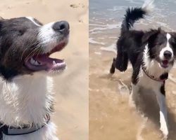 Mom Takes Her Blind Dog To The Beach For The First Time, Watches As He Goes
