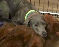 Loyal Dog Dumped At Shelter With Her Teddy Bear Finds A Dad Who’d Never Do That To Her