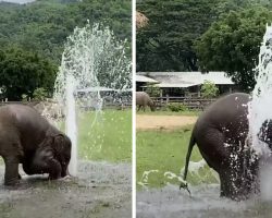 Baby Elephant Uses Broken Water Pipe As Her Own Personal Sprinkler
