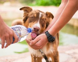 Dog Health 101 : How to Keep Your Dog Healthy