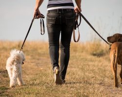 Preventing Dog Obesity: Tips to Make Your Canine Fit and Healthy