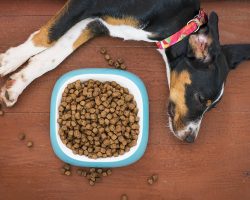 Kibble, Raw, or Table Scraps: What’s Best for Your Dog?