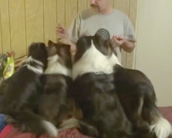 Clever Dog On The Left Outsmarts Dad For More Treats