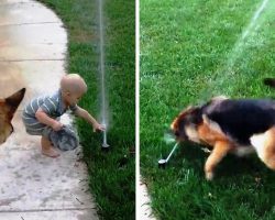 Nervous Dog Is Terrified Of Water Sprinkler But Baby Brother Shows Him It’s Okay