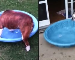 Dogs Have Some Fun With The Pool Before Deciding To Drag It In The House