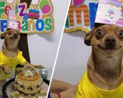 Little Dog Is So Happy That People Remembered His Birthday