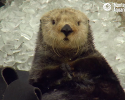 This Is What Happens When An Otter Eats Ice Cubes Too Fast