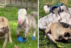 Tiniest Horse Lives In The House With All Of His Doggy Friends