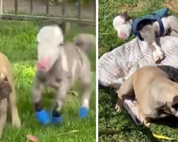 Tiniest Horse Lives In The House With All Of His Doggy Friends