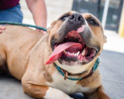 Stop the Bias: Reasons Why Pit Bulls Are Not Dangerous