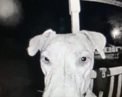 Runaway Dog Returns Home In The Middle Of The Night And Rings The Doorbell