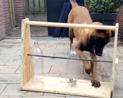 This Clever Dog Was Given A Treat Dispenser Toy And Figured It Out In Record Time!