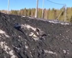 Spot The Poodle Who Happens To Blend In With A Big Pile Of Dirty Snow