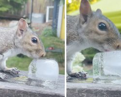Man’s Offering Of An Ice Cube On A Hot Day Is Greatly Appreciated By A Squirrel