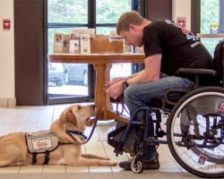 Truly Man’s Best Friend: The Numerous Benefits of Service Dogs