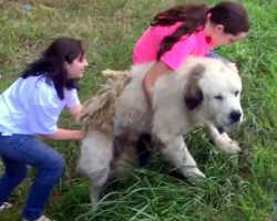 They See Giant Dog Sitting Motionless On Freeway, Stop The Car To Check On Him