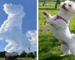 Woman Looking At The Sky Is Shocked To See An Adorable Cloud Dog