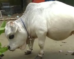 The World’s Smallest Cow Is The Size Of A Small Dog