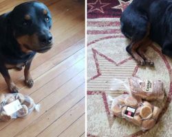 Protective Rottweiler Finds And Guards Family’s Bread Whenever They Leave The House