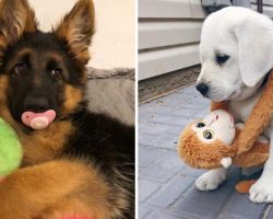 26 Adorable Pics Of Dogs Growing Up With Their Favorite Stuffed Toys