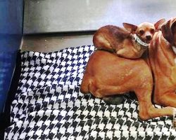 Nobody Wanted To Adopt Bonded Dogs Together, But One Photo Caught People’s Eye