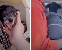 Senior Chihuahua Flown From Overcrowded Shelter Thanks His Pilot