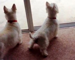 Sad Dog Thinks There’s No Pool In Their New House, Then Dad Opens The Back Door