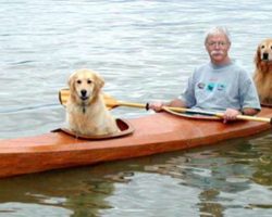 Retired Surgeon Builds A Special Kayak So He Could Take His Dogs On Adventures