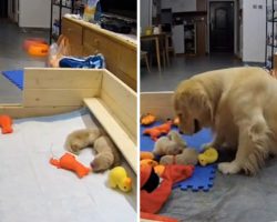 First-Time Golden Retriever Mom Consoles Her Crying Puppies By Bringing Them Her Favorite Toys