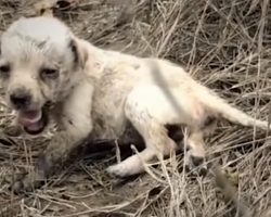 Tiny Puppy Abandoned In A Field All Alone Feels Love For The First Time