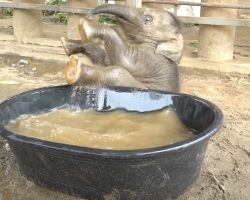 Baby Elephant Takes To The Tub For Her First Bath