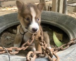 Owner Chains Tiny Puppy Outside As Punishment For Biting One Of The Chickens