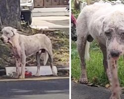 Stony Stray Dog Sitting Beside A Gas Station Becomes Fluffy White Teddy Bear