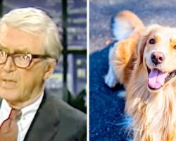 Jimmy Stewart’s Poem About His Dead Dog Broke Our Hearts Into A Million Pieces