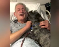 Rescue Dog Miraculously Brings His Owner Out Of A Coma