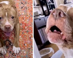 Talkative Pittie Tells Her Parents She’s Hurt But That She’ll Be OK